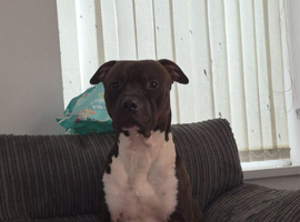 Loki