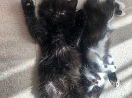4 kittens for sale