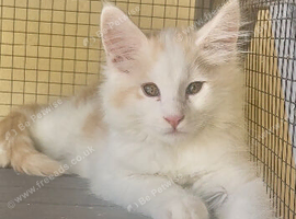 Stunning Maine Coon Kittens &ndash; Excellent Champion Bloodline