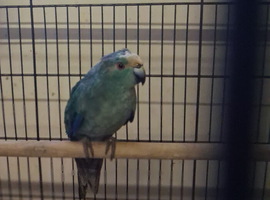 Blue Cream Kakariki