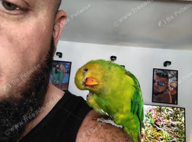 Talking 11mth lorikeet