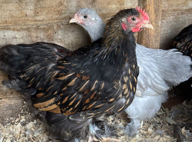 Pekin pairs mixed colours