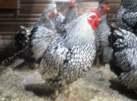 Silver Laced Wyandotte Bantam Hatching Eggs.