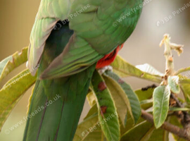 Looking king parrot female
