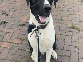 Great Dane cross for stud
