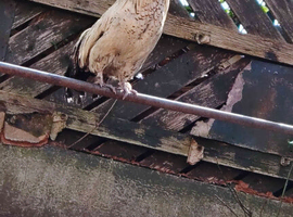 Laying/hen