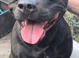 American Staffordshire bull terrier