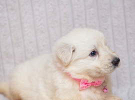EXCEPTIONAL WHITE GERMAN SHEPHERD PUPPIES FOR SALE