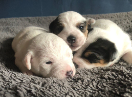 3 jack Russell pups