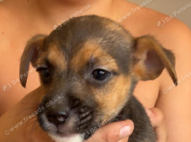 Jack Russell x chihuahua