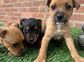 Jack Russell puppies
