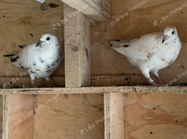 &pound;30 for 2 Grizzle racing pigeons RPRA rings on them