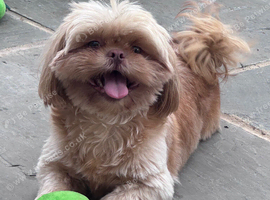 Imperial Shihtzu female