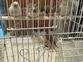 Zebra finch for sale