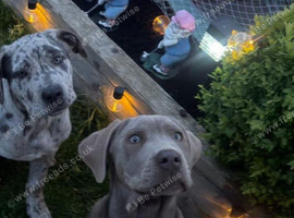 7 month old Cane Corso cross pups