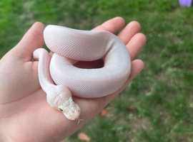 male BEL
