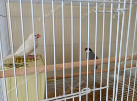 4 java finch/sparrow