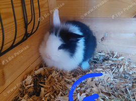 Beautiful lionheads