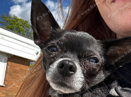 Black Chihuahua