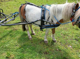 Ride and drive miniature Shetland gelding