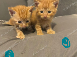 Beautiful kittens