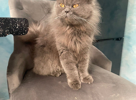 Beautiful female Persian