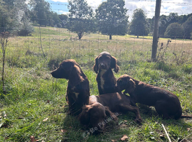 Cocker spaniel puppies