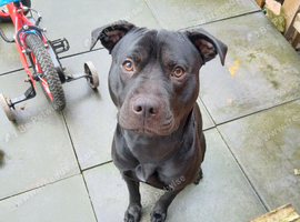 Rehome