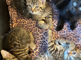 4 Baby Kittens in Hounslow