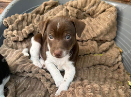 Stunning litter of jack Russell puppies