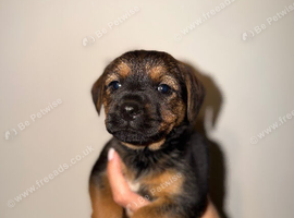Border pups