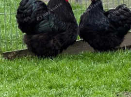 Exhibition / Show Black Orpington Bantam Chickens