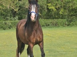 Registered Welsh D gelding