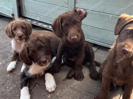 Adorable labradoodle puppies READY NOW
