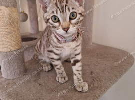 Snow sepia bengal female kitten