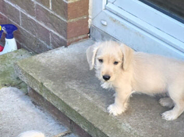 Miniature Schnauzer/Daschund