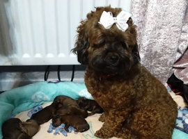 Cockapoo