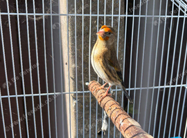 Goldfinch mule