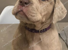 Mixed Cane Corso, mastiff, Dane 8 weeks 25th Sept