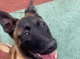 Belgium shepherd Bitch