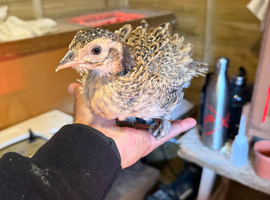 Ringneck pheasant chicks