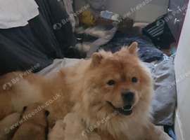7 beautiful teddy bear chow chow puppies