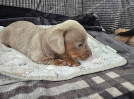 Miniature Dachshund Litter of 4 puppies