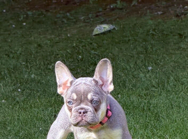 Frenchie for sale