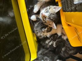 6 beautiful kittens