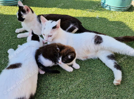British Blue x kittens, wormed/flead/litter trained &pound;80