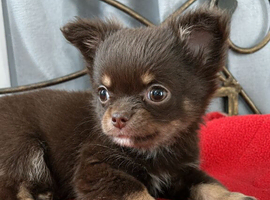 Long coat chihuahua boys