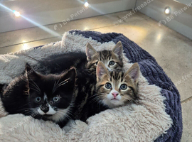 Beautiful Tabby Kittens