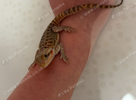 12 week old bearded dragon
