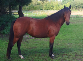 Beautiful quarter horse x sports horse